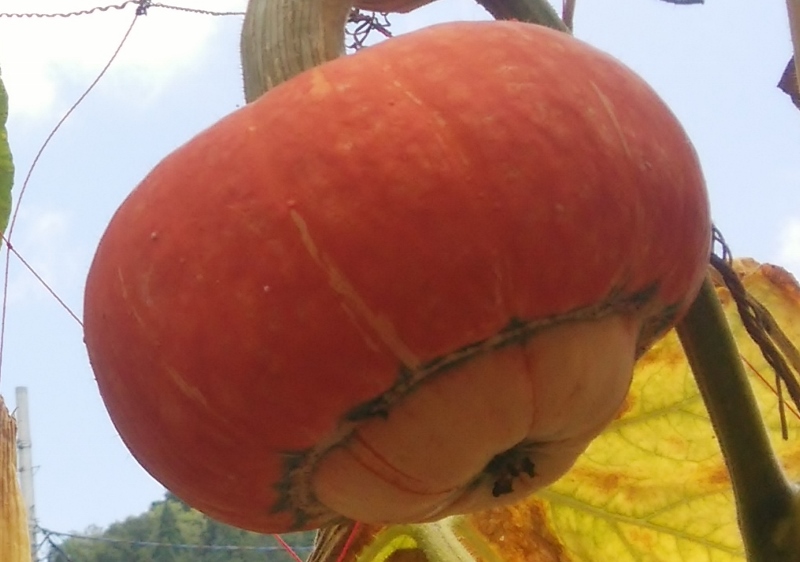 東京　福島　キャンペーン　会津　奥会津　魅力　イベント　発掘　市　赤かぼちゃ